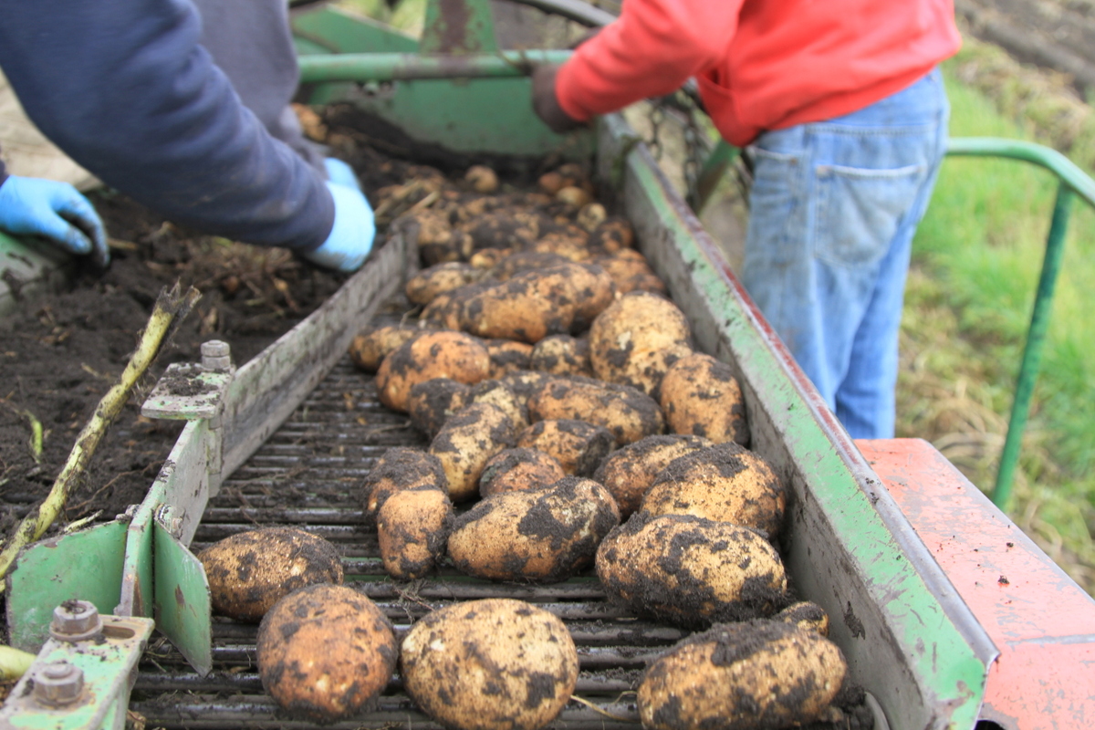 Effect of Response of Rejuvenate on Potato Seed: Report from the NPPGA Field Day 2013
