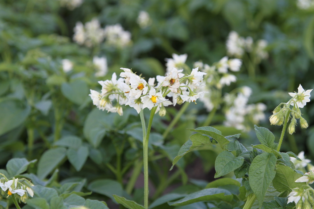 Growing Potatoes in the Garden 