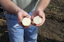 Growing Potatoes in the Garden