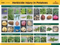 Herbicide Injury In Potato Potato Extension