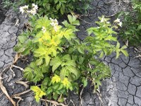 Identifying Herbicide Injury in Potato Production