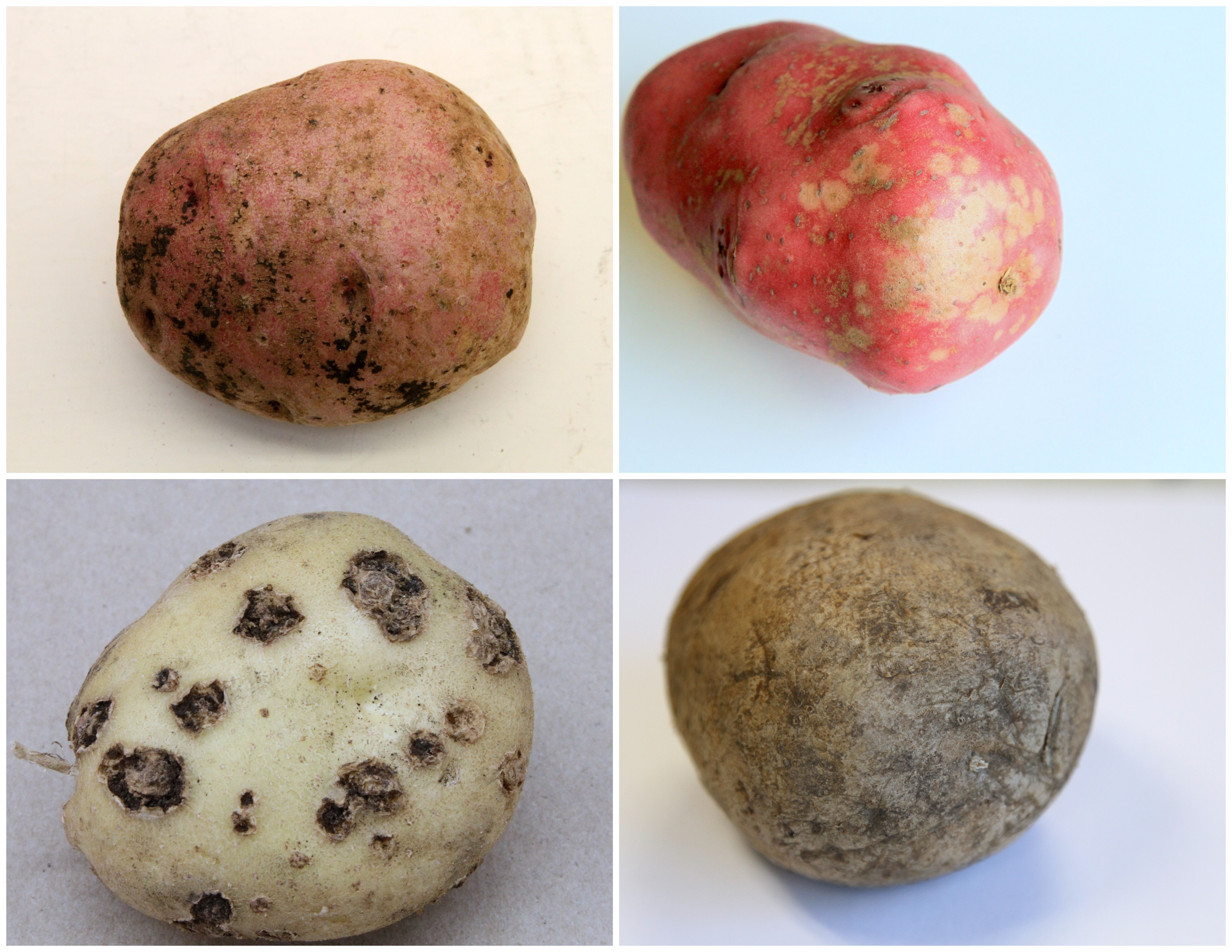 Identifying Surface Blemishes on Potato Tubers 
