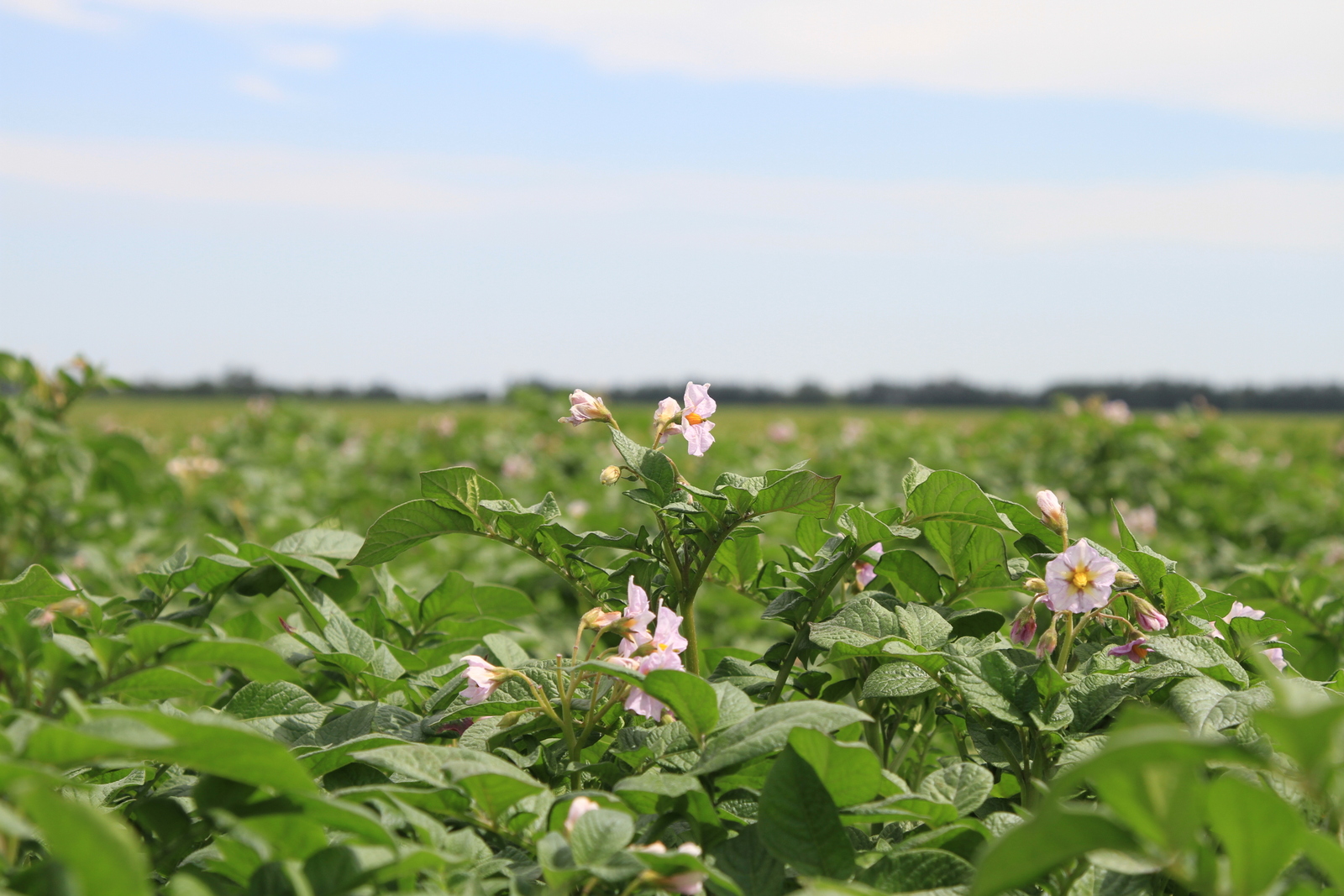 potato field with flower