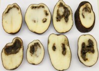 Internal Physiological Disorders: Internal Heat Necrosis and Blackheart