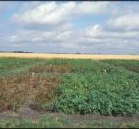 International Crop Expo Potato Program