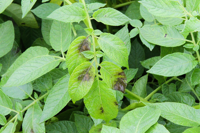 Late Blight Confirmed in North Dakota