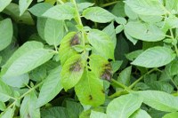 Late Blight Confirmed in North Dakota