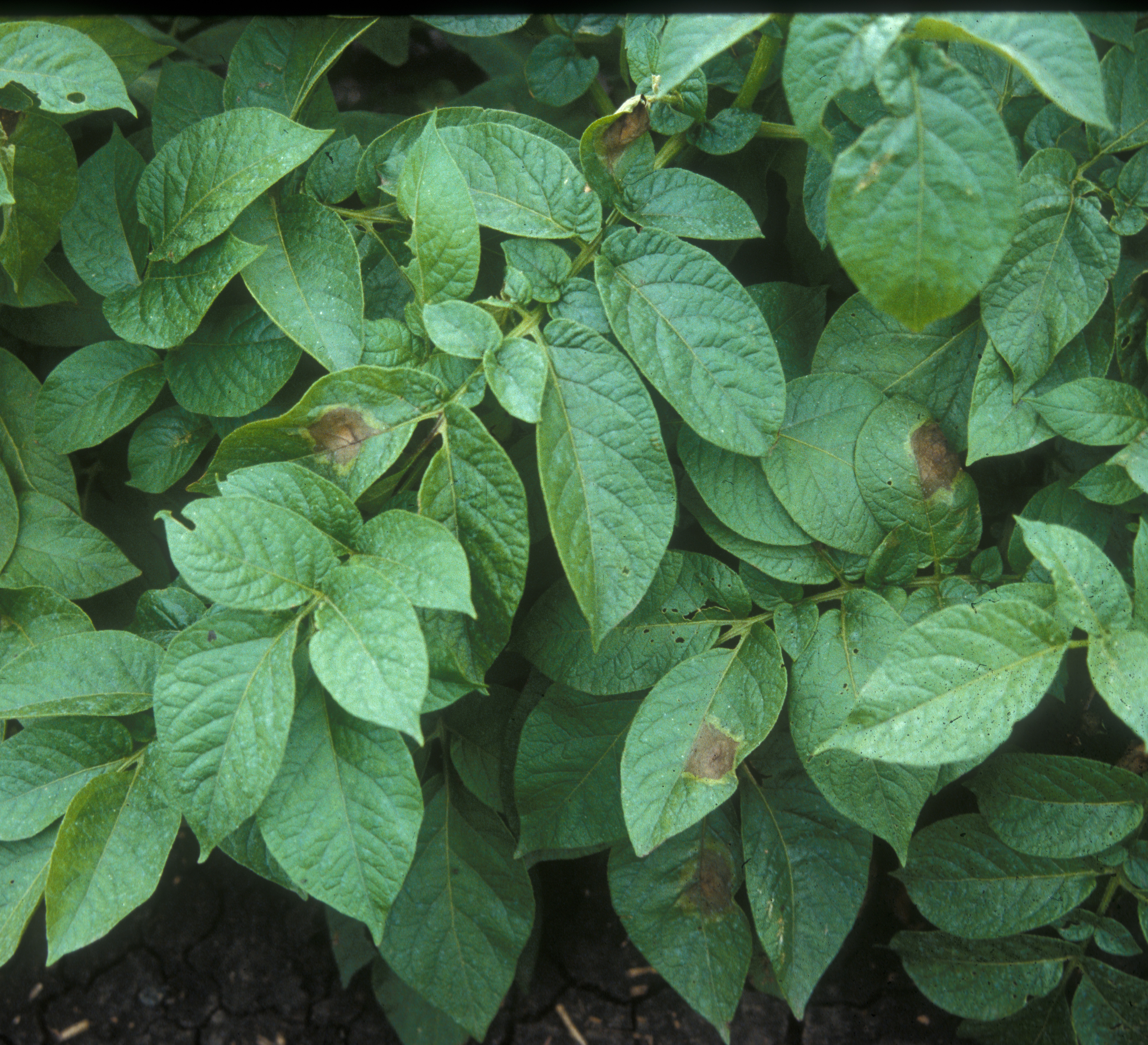 Late Blight Found in Becker County, MN - Blightline August 22