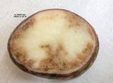 Late Blight in Potato