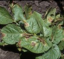 Late Blight Information For 2013
