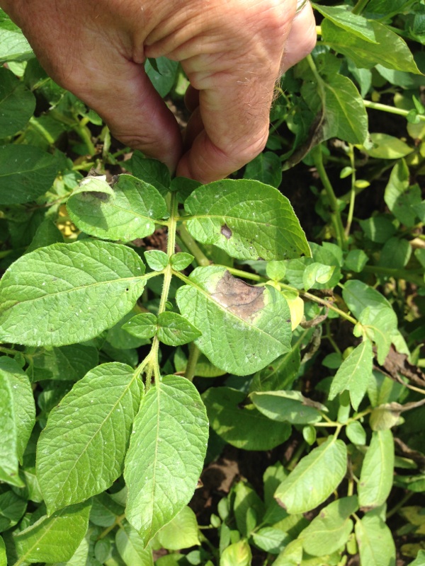 Late Blight reported! Blightling Aug 20, 2014