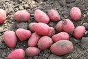 Minnesota 2012 Certified Seed Potato Crop