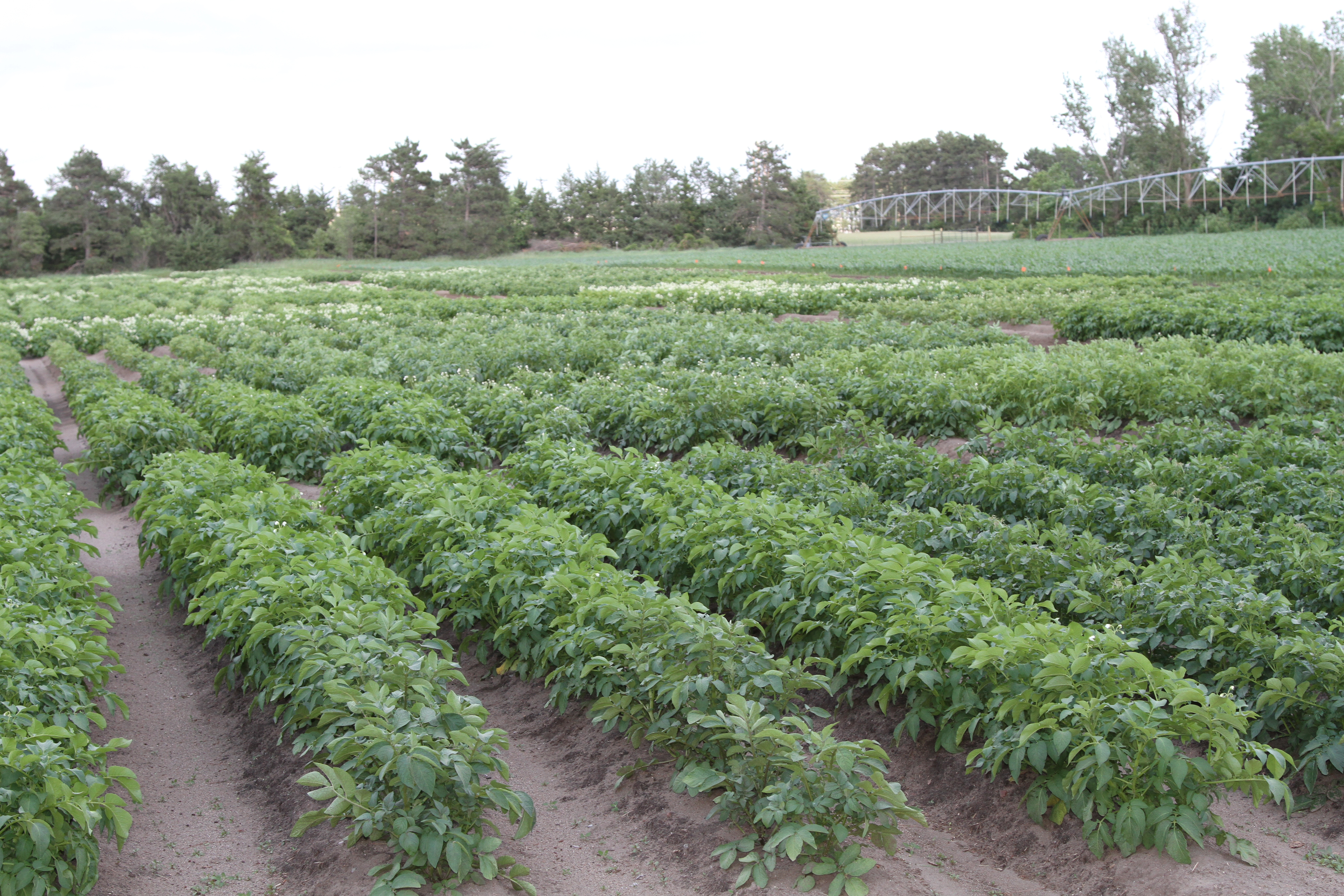 MN Area II Field Day - July 16 at 5:30 pm