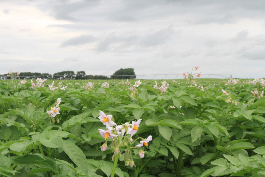 National Fry Processor Trials