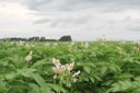 National Fry Processor Trials