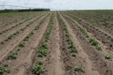 NDSU Potato Blightline for June 10, 2014