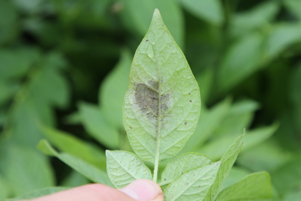 NDSU Potato Blightline to Operate in 2015