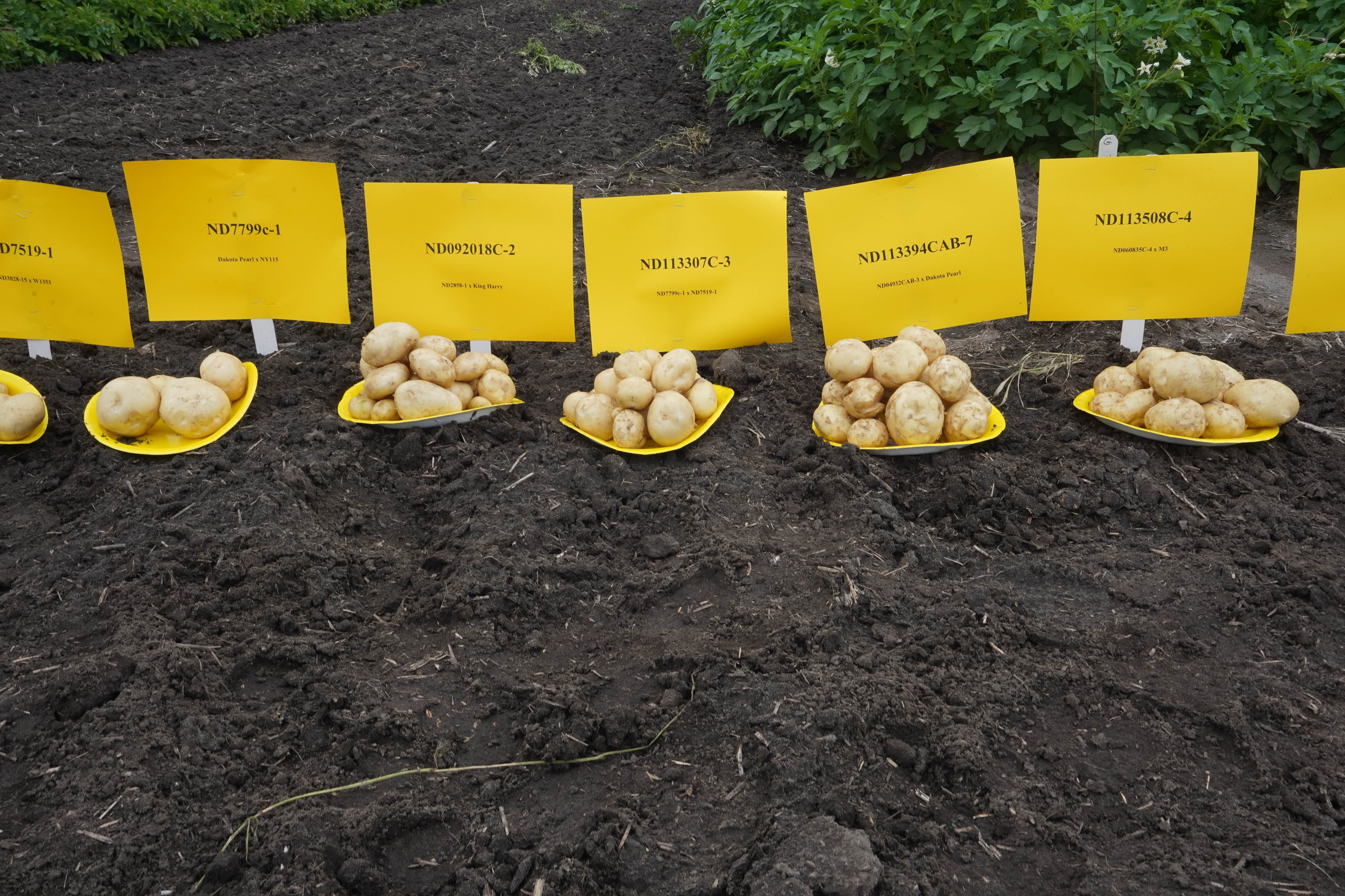 NDSU Potato Breeding Program Handout