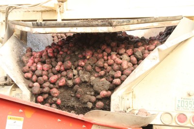 Potatoes and Dirt Clods