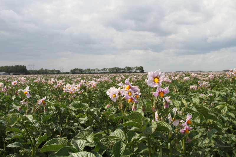 Non-irrigated Red Norland Crop Budget 