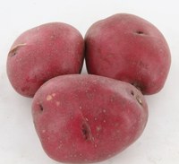 North Dakota Fresh Market Potato Cultivar/Selection Trial Results for 2015 