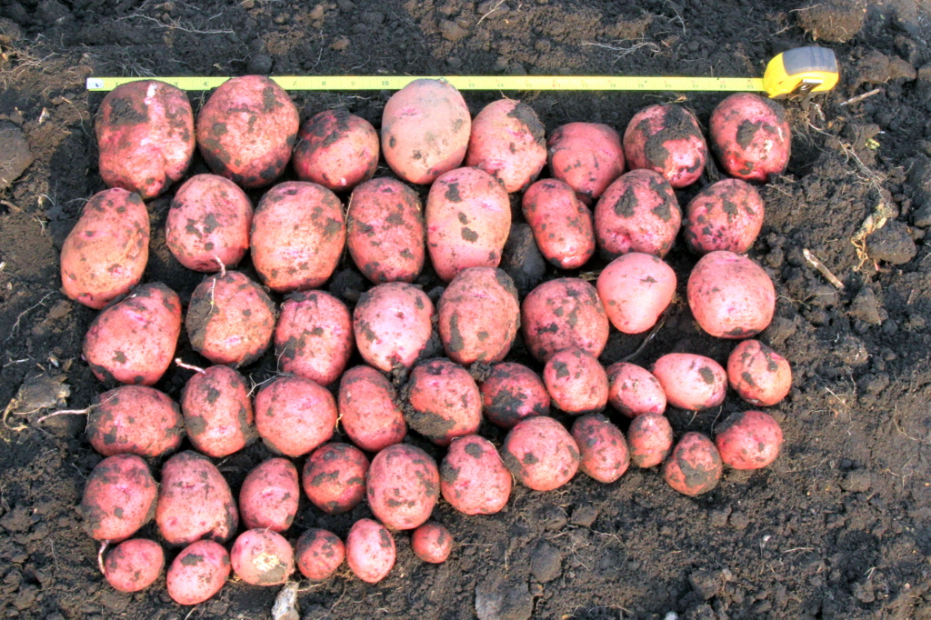 Northern Plains Fresh Market Potato Cultivar/Selection Trial Results for 2016