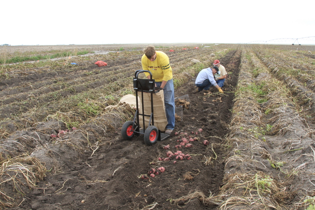 NPPGA and MN Area II Research Reports 2013