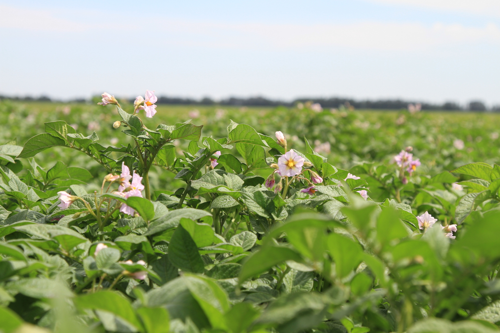 Overview of North Dakota and Minnesota Potato Production