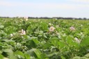 Overview of North Dakota and Minnesota Potato Production