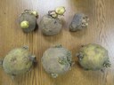 Physiological Age of Seed Potato