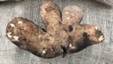Physiological Disorders of Potatoes