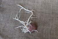 Physiological Potato Seed Age Can Cause Emergence Problems