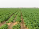 Center pivot in Israel