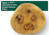 Plant Back of Non-Certified Seed Potato Tubers in North Dakota and Minnesota (A1946)