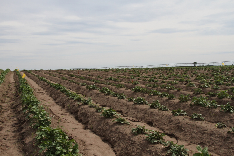 Poster on Linuron Tank Mixtures at Potato Expo 2016