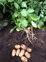 Potato Expo Poster - Residual effects of Rejuvenate on potato seed for stem management