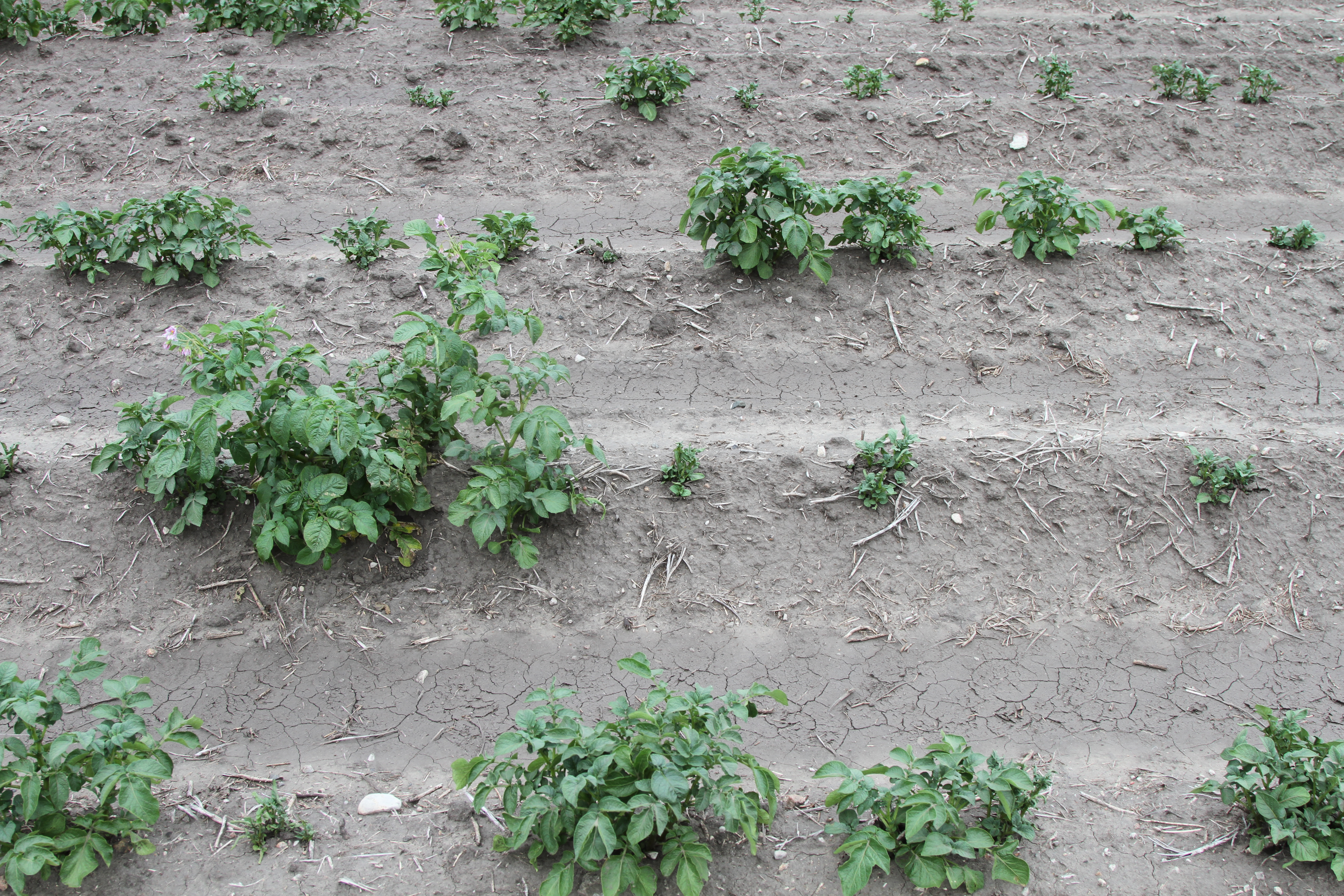 Potato Rotation Restrictions for North Dakota