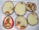 Potato Tuber Viruses: Mop-top Management