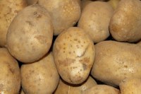 Potatoes could become a feed option for cattle this year