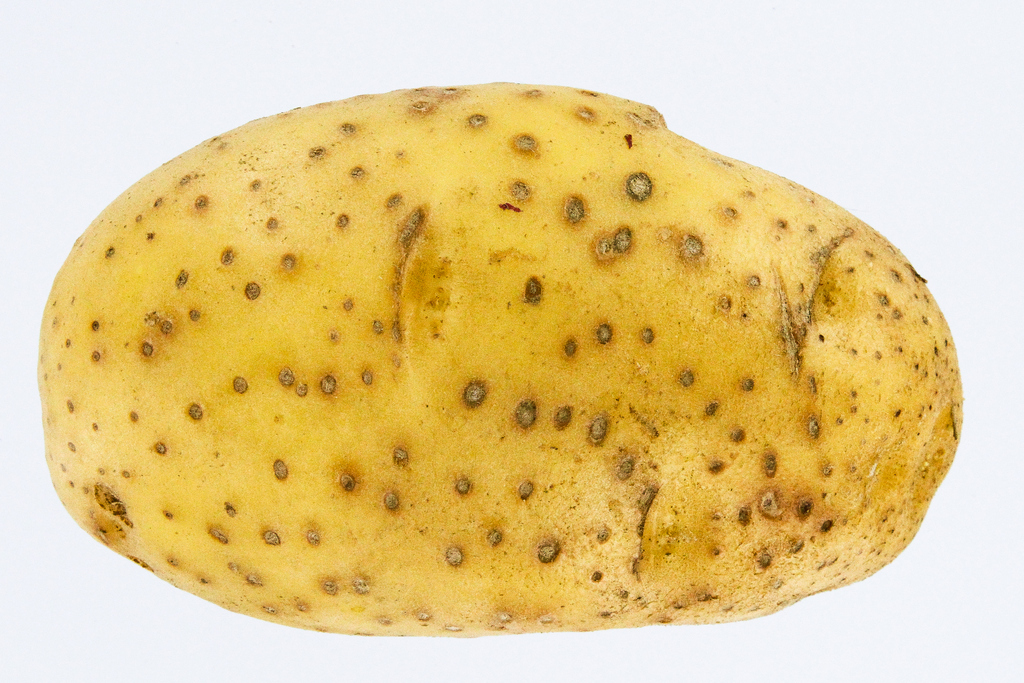 Potatoes in Flooded Fields 