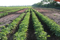 Presentation on Rotational Crop Effects on Potato Production in the Red River Valley