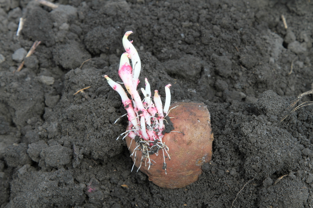 Protecting Seed Potatoes From Unintended Herbicides