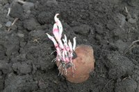 Protecting Seed Potatoes From Unintended Herbicides