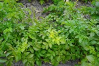 Recognizing herbicide injury in potato