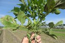 Results of Intended Herbicide Injury at the Winter Test 