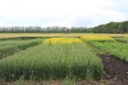 Rotational Crops Effects on Potato Production the the Red River Valley