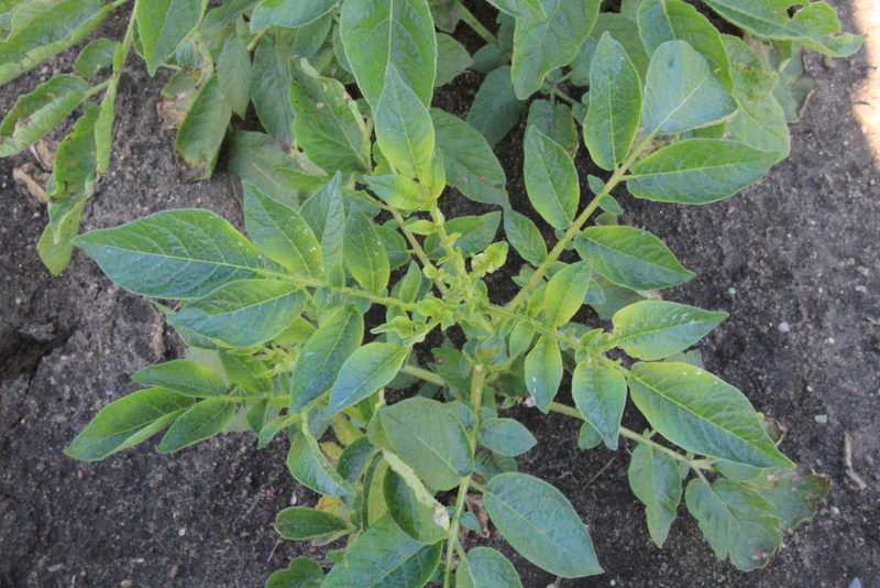 Scout School weeds and herbicides