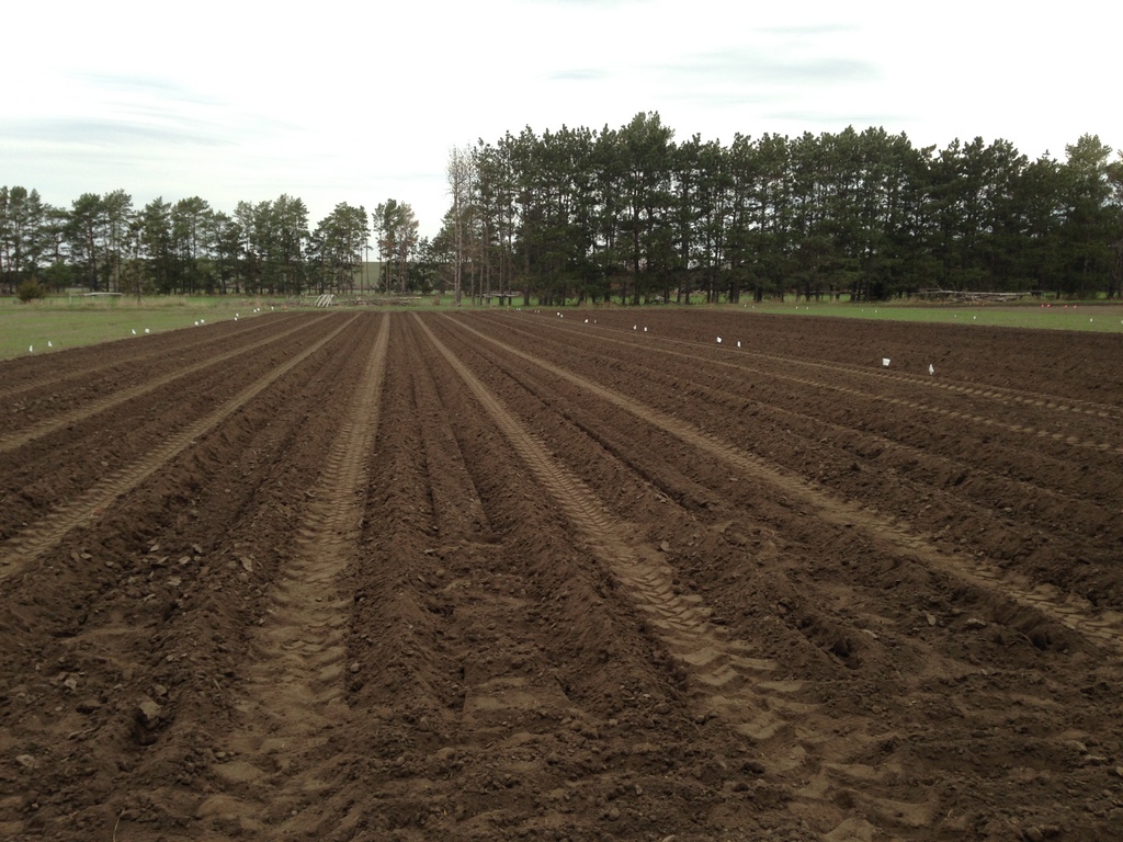 Potato Seed Calculation