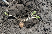The Impact of Dicamba Herbicide on Potato Yield, Quality, and Seed Viability
