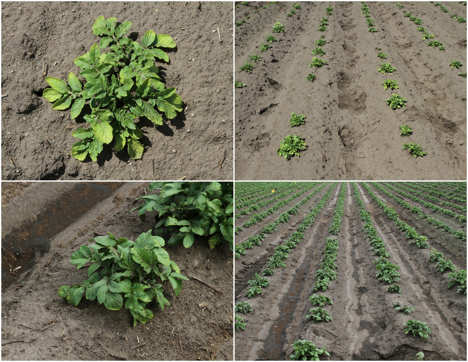 Unbelievable Success Stories of Weed Control in Potatoes: Linex + Metribuzin